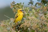 Cape Weaver