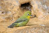 Cape White-eye