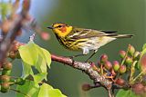 Cape May Warbler