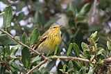 Cape May Warbler