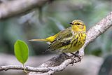 Cape May Warbler