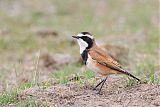 Capped Wheatearborder=