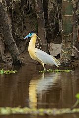 Capped Heron