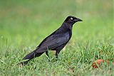 Carib Grackle