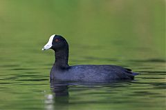 American Coot