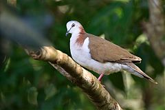 Caribbean Dove