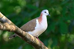 Caribbean Dove