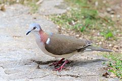 Caribbean Dove