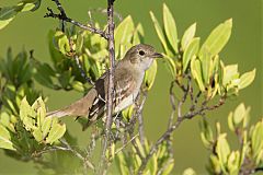 Caribbean Elaenia