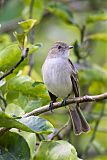 Caribbean Elaenia