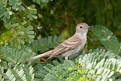 Caribbean Elaenia