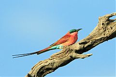 Southern Carmine Bee-eater