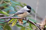 Carolina Chickadee