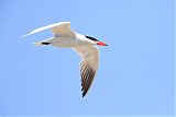 Caspian Tern