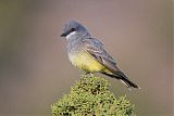 Cassin's Kingbirdborder=