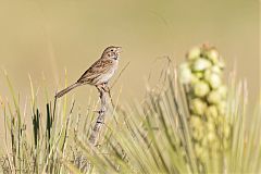 Cassin's Sparrow