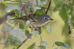 Cassin's Vireo