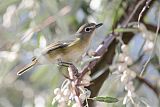 Cassin's Vireo