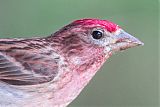 Cassin's Finch