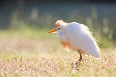 Cattle Egret