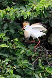 Western Cattle-Egretborder=