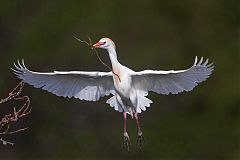 Western Cattle-Egret