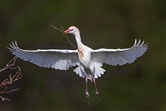 Cattle Egret