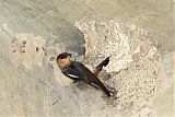 Cave Swallow