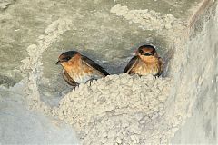 Cave Swallow