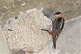 Cave Swallow