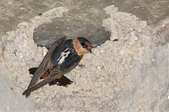 Cave Swallow