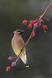 Cedar Waxwing