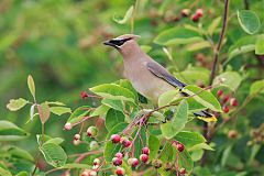 Cedar Waxwing