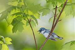 Cerulean Warbler