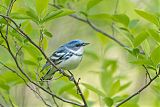 Cerulean Warbler