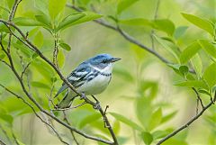 Cerulean Warbler