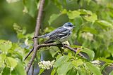 Cerulean Warbler