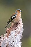 Common Chaffinchborder=