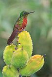 Chestnut-breasted Coronet