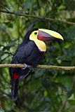 Yellow-throated Toucanborder=