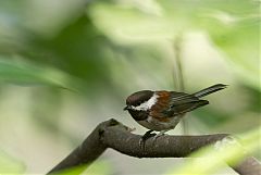 Chestnut-backed Chickadee