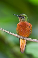 Chestnut-breasted Coronet