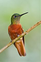 Chestnut-breasted Coronet