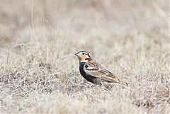 Chestnut-collared Longspur