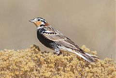 Chestnut-collared Longspur