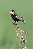 Chestnut-collared Longspur