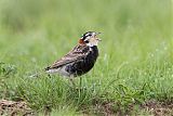 Chestnut-collared Longspur