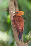 Chestnut-colored Woodpecker