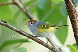 Chestnut-crowned Warbler