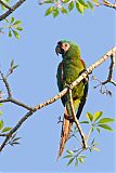 Chestnut-fronted Macaw